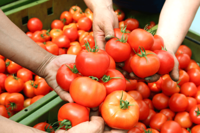 Tomato